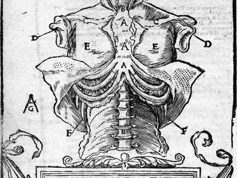 Mondino dei Liuzzi, Anathomia, 1541