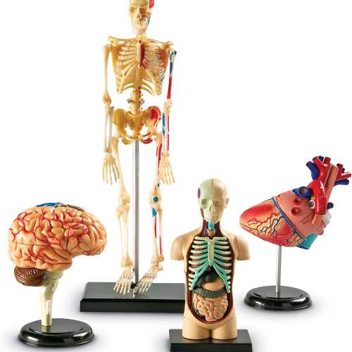 Learning Resources Anatomy Models Bundle Set