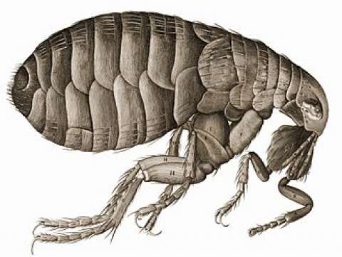 Hooke's drawing of a flea
