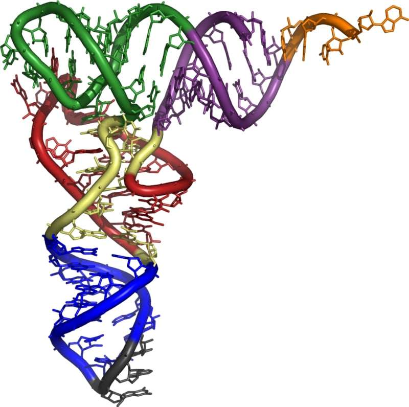 Molecular model of a tRNA molecule.