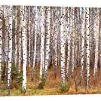 Birch Trees in a Forest Canvas Print
