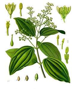 Cinnamomum verum, from Köhler's Medicinal Plants, (1887)