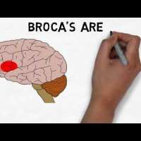 2-Minute Neuroscience: Broca's Area