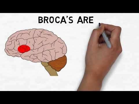 2-Minute Neuroscience: Broca's Area