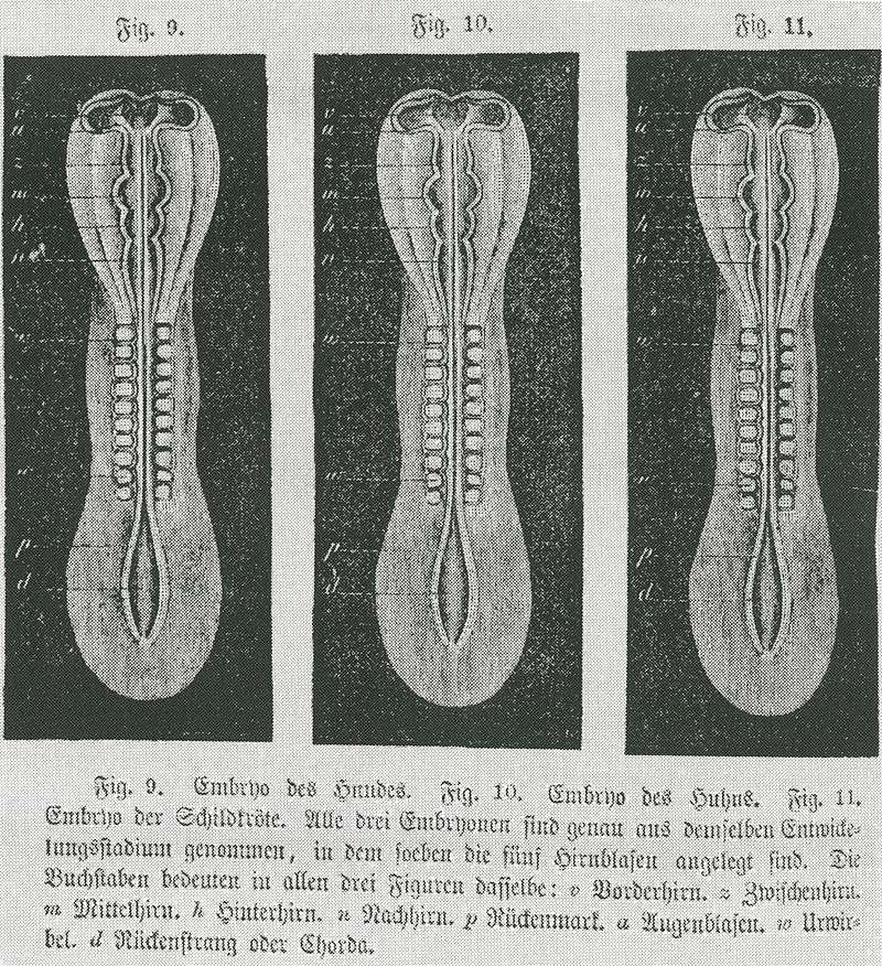 In 1868 Haeckel illustrated von Baer's observation that early embryos of different species could not be told apart by using the same woodcut three times as dog, chick and turtle embryos: he changed this in the next edition.