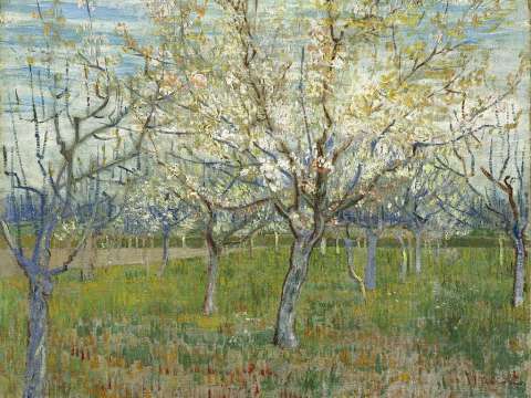 The Pink Orchard also Orchard with Blossoming Apricot Trees, March 1888