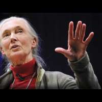 What separates us from chimpanzees? | Jane Goodall