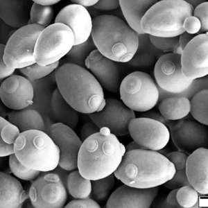 Home  Science  Agriculture Yeast and its incredibly important economic role