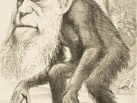 An 1871 caricature following publication of The Descent of Man was typical of many showing Darwin with an ape body, identifying him in popular culture as the leading author of evolutionary theory.