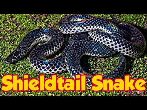 Shieldtail Snake | Panchagani - Mahabaleshwar