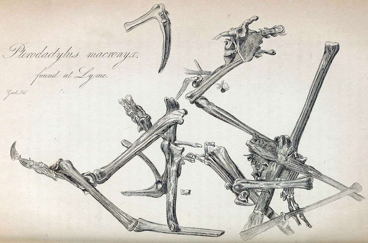 The holotype specimen of Dimorphodon macronyx found by Mary Anning in 1828