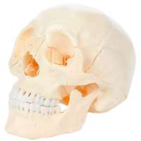 22 Part Human Skull Model