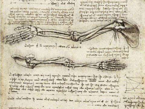 Anatomical study of the arm (c. 1510)
