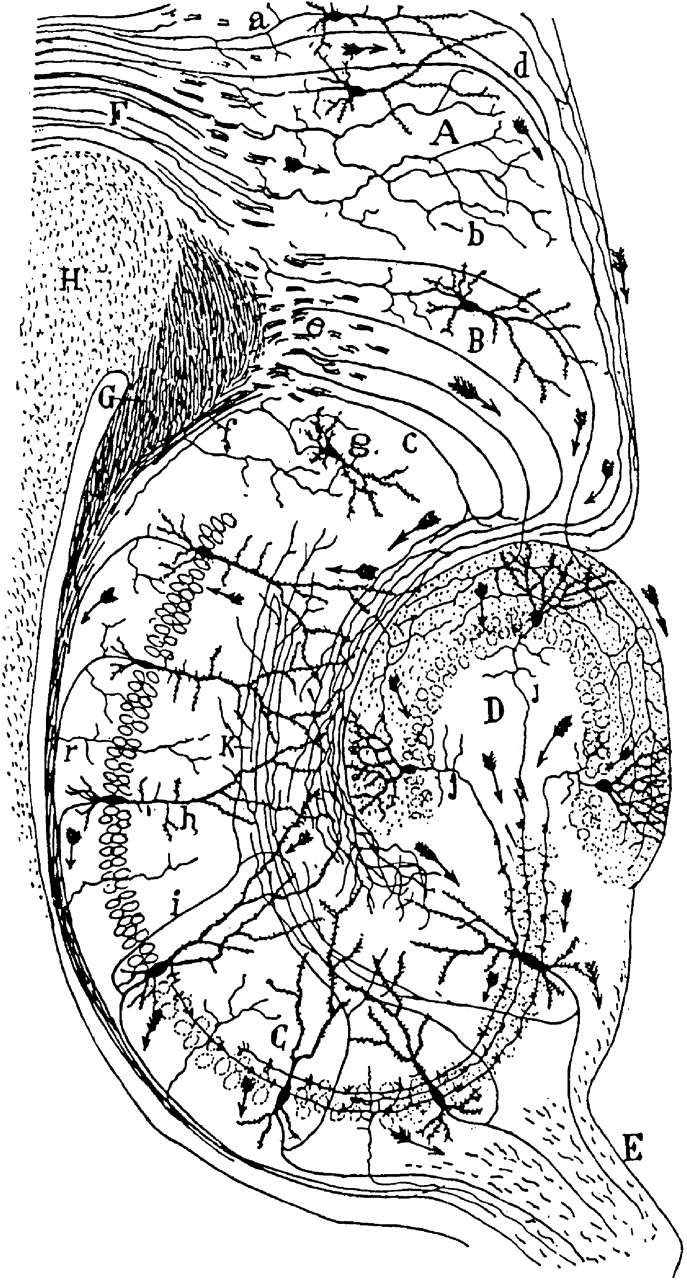 Drawing of the neural circuitry of the rodent hippocampus. Histologie du Système Nerveux de l'Homme et des Vertébrés, Vols. 1 and 2. A. Maloine. Paris. 1911