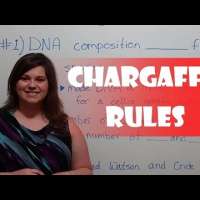 Chargaff's Rules