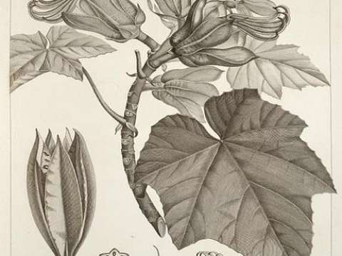 Humboldt botanical drawing published in his work on Cuba