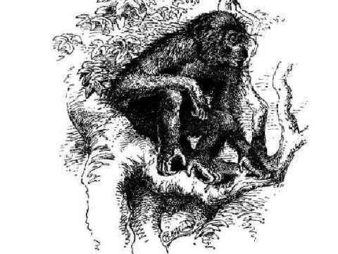 An illustration from the chapter on the application of natural selection to humans in Wallace's 1889 book Darwinism shows a chimpanzee.