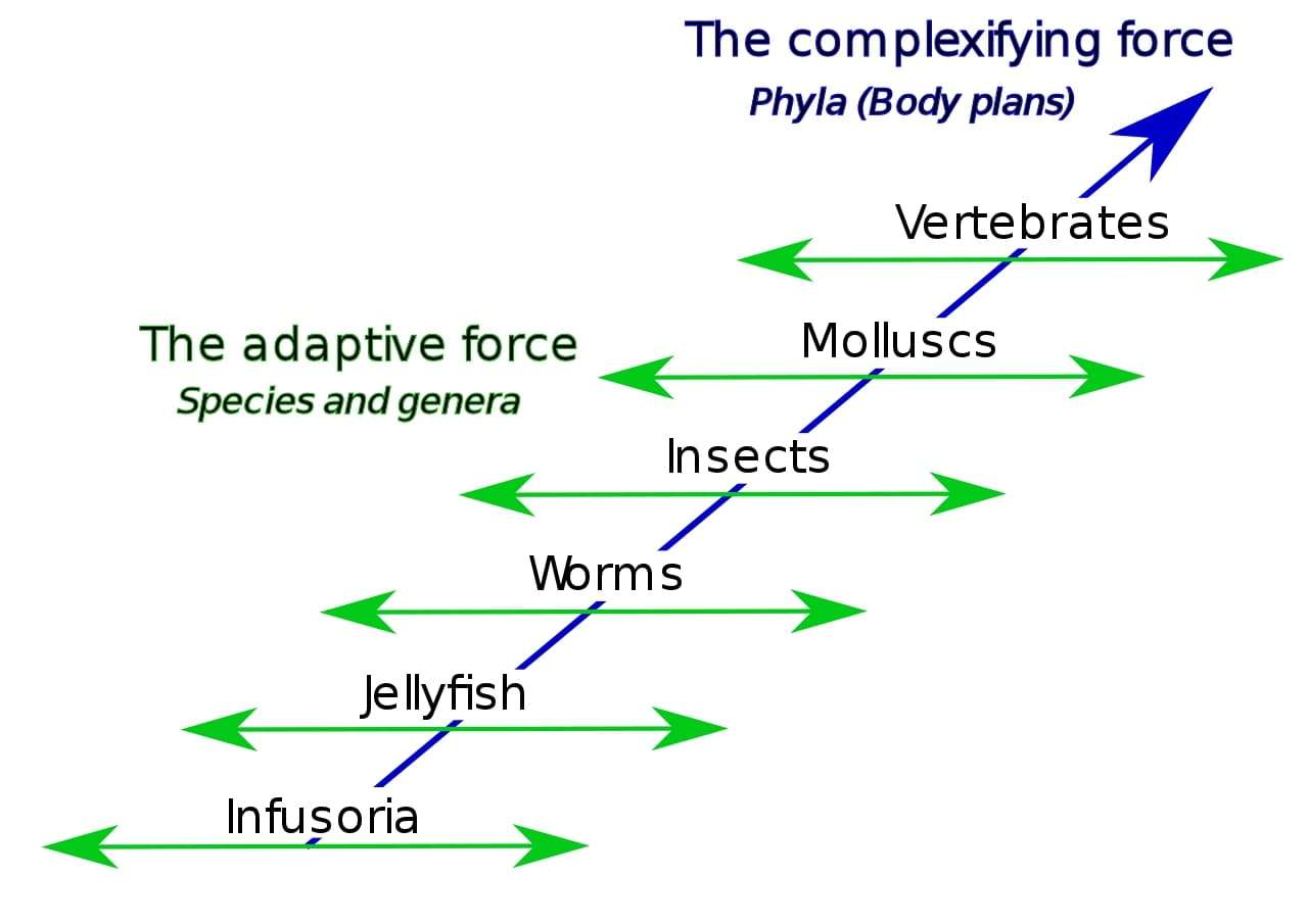 Lamarck's two-factor theory involves 1) a complexifying force that drives animal body plans towards higher levels (orthogenesis) creating a ladder of phyla, and 2) an adaptive force that causes animals with a given body plan to adapt to circumstances