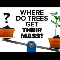 Where Do Trees Get Their Mass?