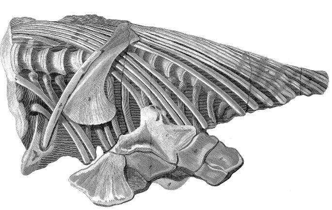 Drawing of part of the skeletal remains of Temnodontosaurus platyodon, the first ichthyosaur found by Anning – from Everard Home's 1814 paper