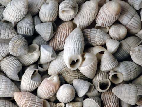 Cerion shells from San Salvador Island, Bahamas.