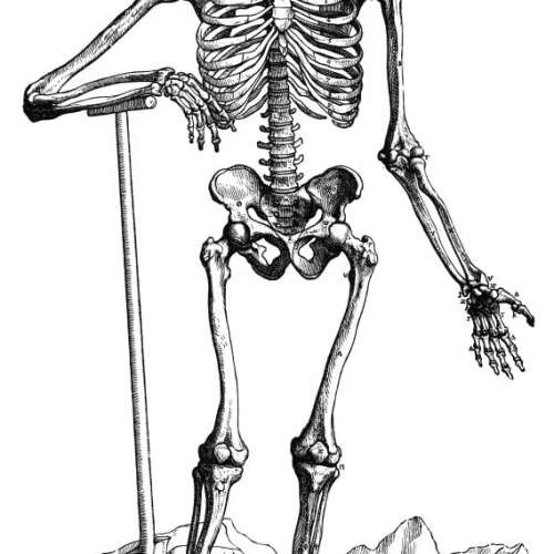 Vesalius Skeletal System Poster Print