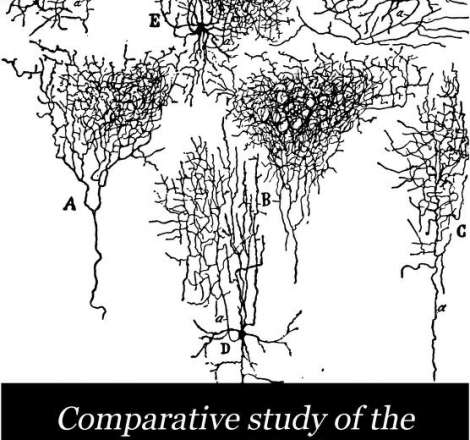 Comparative study of the sensory areas of the human cortex