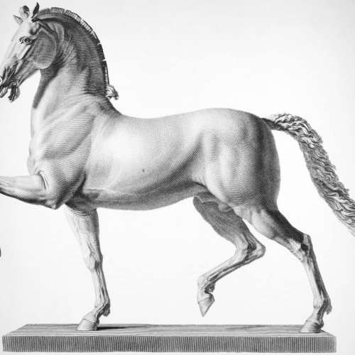 Horse Model Steel Engraving