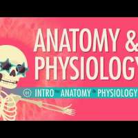 Introduction to Anatomy & Physiology: Crash Course