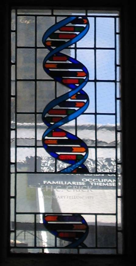Stained glass window in the dining hall of Caius College, in Cambridge, commemorating Francis Crick and representing the double helical structure of B-DNA.