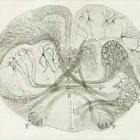 D. Santiago Ramon y Cajal- A life committed to neuroscience