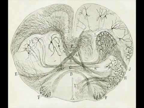 D. Santiago Ramon y Cajal- A life committed to neuroscience