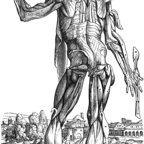 Vesalius Muscles System Poster Print