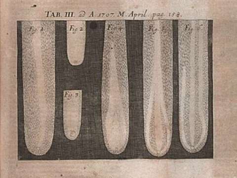 Illustration from The posthumous works of Robert Hooke... published in Acta Eruditorum, 1707
