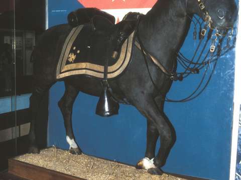 Rienzi, stuffed and on display at the National Museum of American History