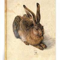 Albrecht Dürer Stretched Canvas Print - Young Hare