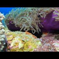 Diving Cocos Keeling Island January 2021 4K By Schiatzet Kriggy