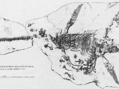 Drawing published in the Transactions of the Geological Society of the nearly complete Plesiosaurus dolichodeirus skeleton found by Anning in 1823