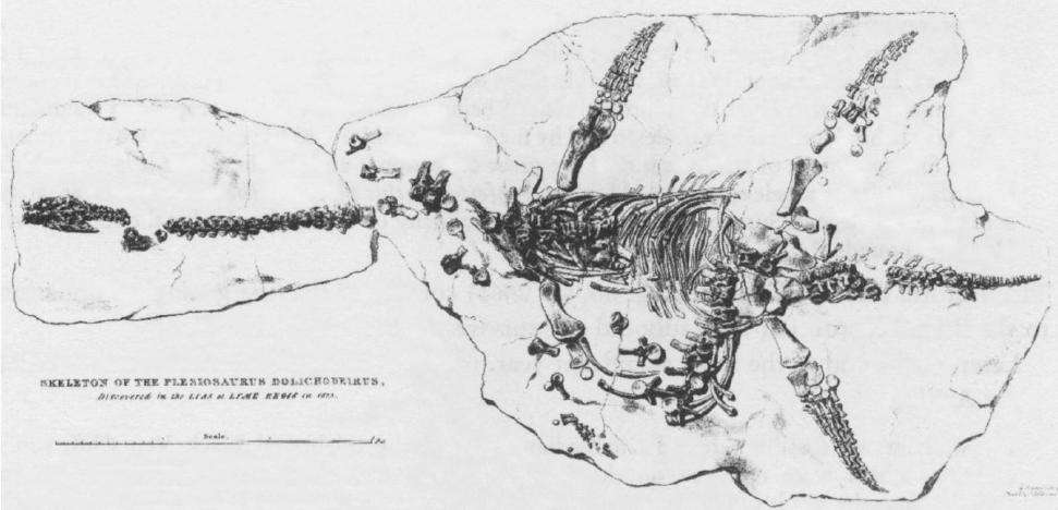 Drawing published in the Transactions of the Geological Society of the nearly complete Plesiosaurus dolichodeirus skeleton found by Anning in 1823