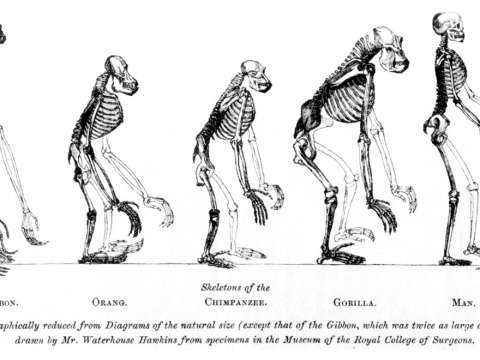 The frontispiece to Huxley's Evidence as to Man's Place in Nature (1863): the image compares the skeletons of apes to humans. The gibbon (left) is double size.