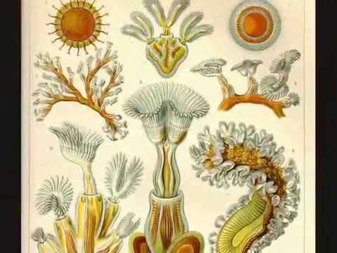 Ernst Haeckel - Kunstformen der Natur