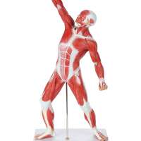 Axis Scientific Miniature Muscular System Model