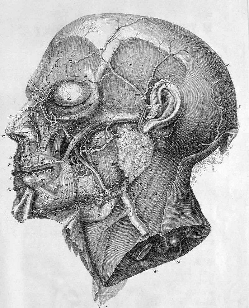 Illustration from C.J. Rollinus in Haller's book Icones anatomicae from 1756.
