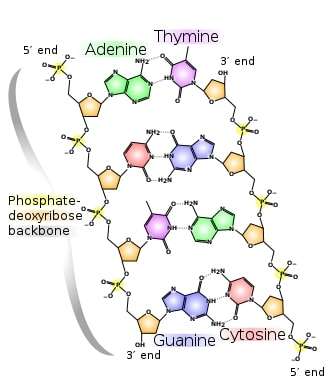 Diagrammatic representation of some key structural features of DNA. The similar structures of guanine:cytosine and adenine:thymine base pairs is illustrated.