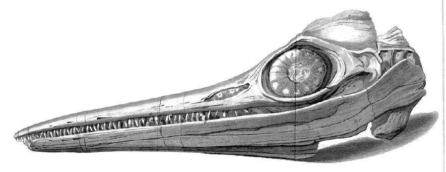 Drawing from an 1814 paper[19] by Everard Home showing the Ichthyosaurus platyodon skull found by Joseph Anning in 1811