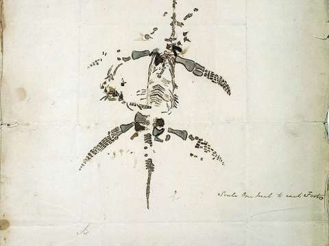Letter and drawing from Mary Anning announcing the discovery of a fossil animal now known as Plesiosaurus dolichodeirus, 26 December 1823