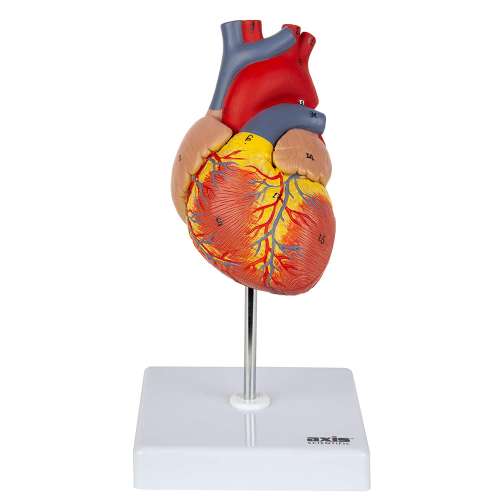 Axis Scientific Heart Model