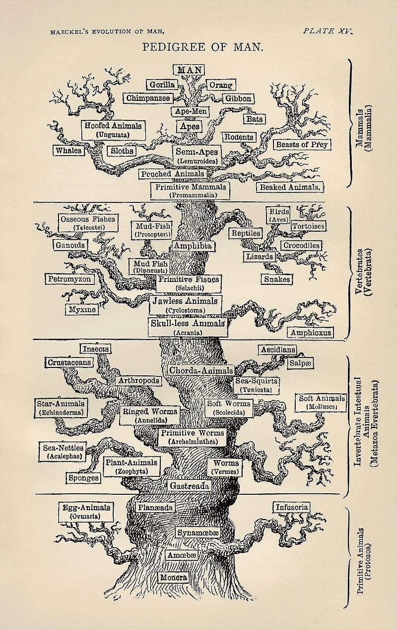 Haeckel's tree of life