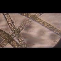 Through van Leeuwenhoek’s Eyes: Microbiology in a Nutshell
