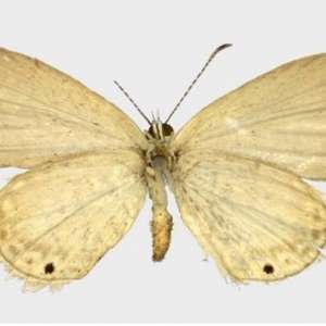 Over A Century Later, Mystery of Alfred Wallace's Butterfly is Solved